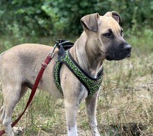 BARO, Hund, Shar Pei-Mix in Ungarn - Bild 2