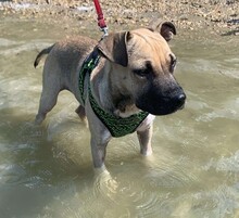 BARO, Hund, Shar Pei-Mix in Ungarn - Bild 3