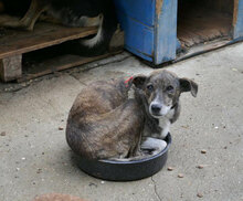 GANYA, Hund, Mischlingshund in Bulgarien - Bild 3