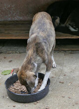 GANYA, Hund, Mischlingshund in Bulgarien - Bild 4