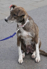 GANYA, Hund, Mischlingshund in Rodgau