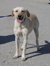 TUNDRA, Hund, Labrador-Mix in Bulgarien - Bild 1