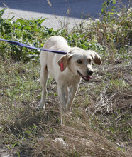 TUNDRA, Hund, Labrador-Mix in Bulgarien - Bild 10