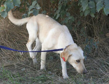 TUNDRA, Hund, Labrador-Mix in Bulgarien - Bild 11