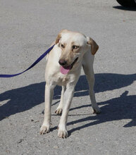 TUNDRA, Hund, Labrador-Mix in Bulgarien - Bild 2