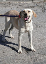 TUNDRA, Hund, Labrador-Mix in Bulgarien - Bild 3