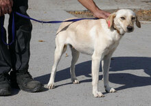 TUNDRA, Hund, Labrador-Mix in Bulgarien - Bild 4