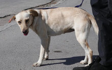 TUNDRA, Hund, Labrador-Mix in Bulgarien - Bild 5