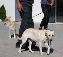 TUNDRA, Hund, Labrador-Mix in Bulgarien - Bild 7