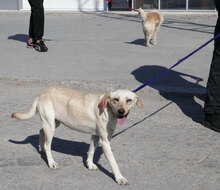 TUNDRA, Hund, Labrador-Mix in Bulgarien - Bild 8