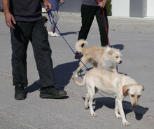 TUNDRA, Hund, Labrador-Mix in Bulgarien - Bild 9