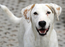 BOSSE, Hund, Dalmatiner-Mix in Bulgarien - Bild 1