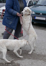 BOSSE, Hund, Dalmatiner-Mix in Bulgarien - Bild 10