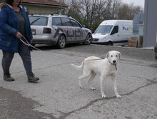 BOSSE, Hund, Dalmatiner-Mix in Bulgarien - Bild 11