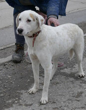 BOSSE, Hund, Dalmatiner-Mix in Bulgarien - Bild 12