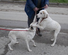 BOSSE, Hund, Dalmatiner-Mix in Bulgarien - Bild 13