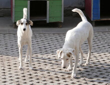 BOSSE, Hund, Dalmatiner-Mix in Bulgarien - Bild 14