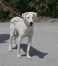 BOSSE, Hund, Dalmatiner-Mix in Bulgarien - Bild 15