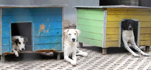 BOSSE, Hund, Dalmatiner-Mix in Bulgarien - Bild 2