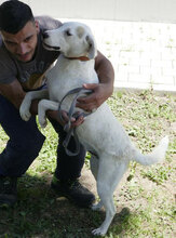 BOSSE, Hund, Dalmatiner-Mix in Bulgarien - Bild 3