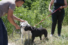 BOSSE, Hund, Dalmatiner-Mix in Bulgarien - Bild 4