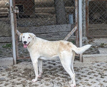 BOSSE, Hund, Dalmatiner-Mix in Bulgarien - Bild 6