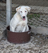 BOSSE, Hund, Dalmatiner-Mix in Bulgarien - Bild 8