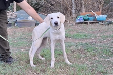 MIA, Hund, Jagdhund-Mix in Brüggen - Bild 13