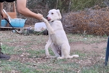 MIA, Hund, Jagdhund-Mix in Brüggen - Bild 20