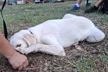 MIA, Hund, Jagdhund-Mix in Brüggen - Bild 21