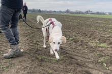 MIA, Hund, Jagdhund-Mix in Brüggen - Bild 7