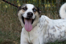 AZURRO, Hund, Mischlingshund in Bulgarien - Bild 10