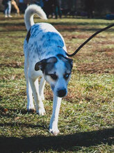 AZURRO, Hund, Mischlingshund in Bulgarien - Bild 2