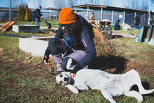 AZURRO, Hund, Mischlingshund in Bulgarien - Bild 3