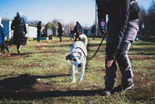 AZURRO, Hund, Mischlingshund in Bulgarien - Bild 4