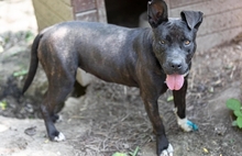 LUNA, Hund, Mischlingshund in Rumänien - Bild 4