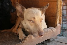 KUMO, Hund, Mischlingshund in Rumänien - Bild 10