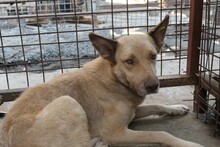 KUMO, Hund, Mischlingshund in Rumänien - Bild 11