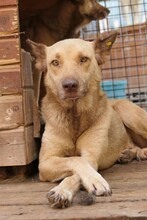 KUMO, Hund, Mischlingshund in Rumänien - Bild 12