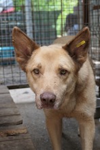 KUMO, Hund, Mischlingshund in Rumänien - Bild 8