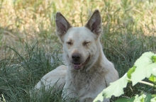KUMO, Hund, Mischlingshund in Rumänien - Bild 9
