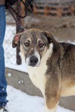 IVAN, Hund, Mischlingshund in Bulgarien - Bild 3