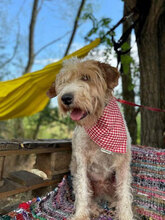 SILAS, Hund, Mischlingshund in Bulgarien - Bild 4