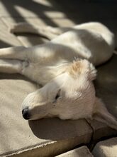 AKEMI, Hund, Mischlingshund in Rumänien - Bild 16