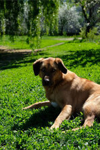 RONNIE, Hund, Mischlingshund in Bulgarien - Bild 5