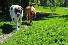 RONNIE, Hund, Mischlingshund in Bulgarien - Bild 6