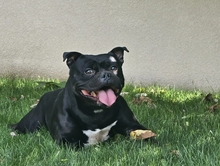 ARES, Hund, American Bullterrier in Rumänien - Bild 1