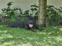 ARES, Hund, American Bullterrier in Rumänien - Bild 3