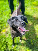 CLEO, Hund, Mischlingshund in Bulgarien - Bild 2