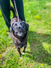 CLEO, Hund, Mischlingshund in Bulgarien - Bild 4